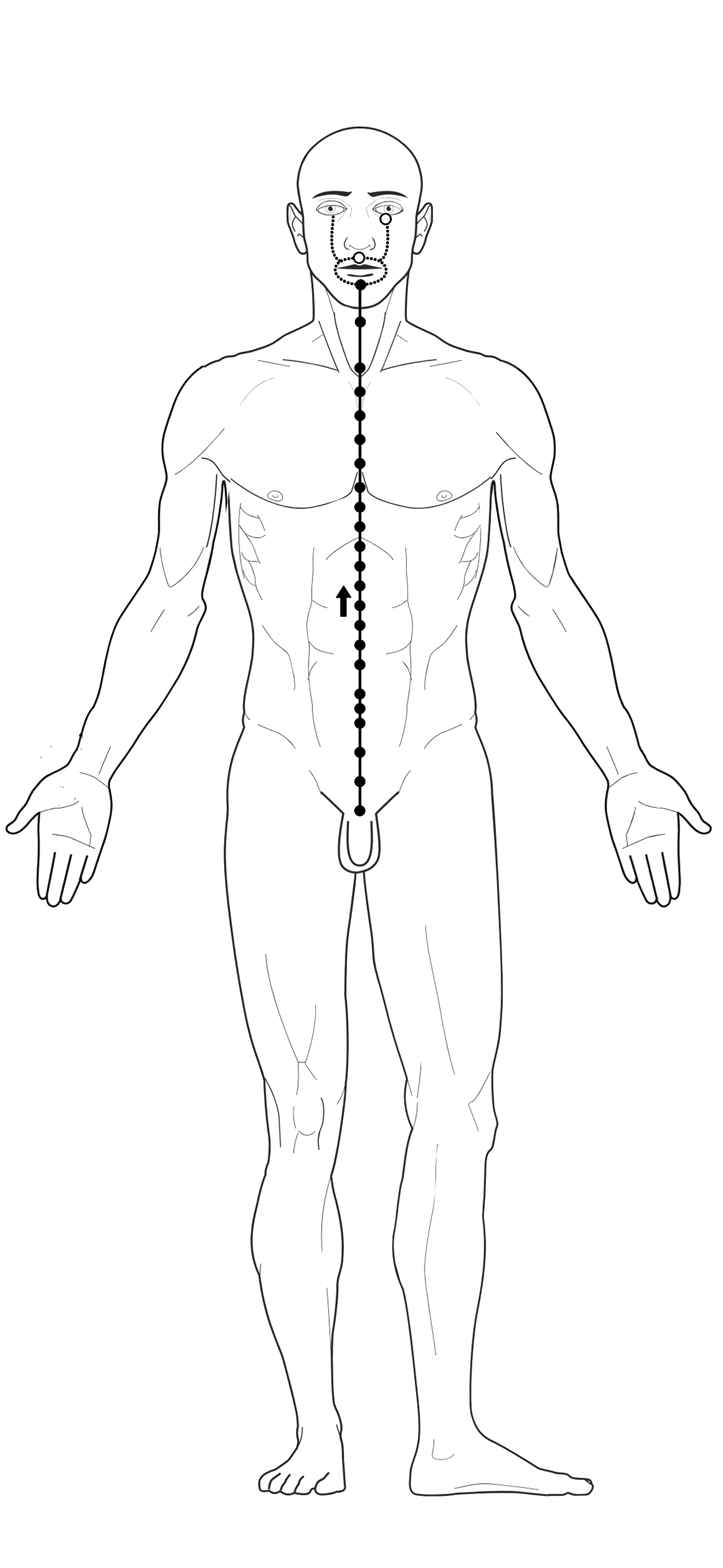 Acupuncture conception vessel Meridian