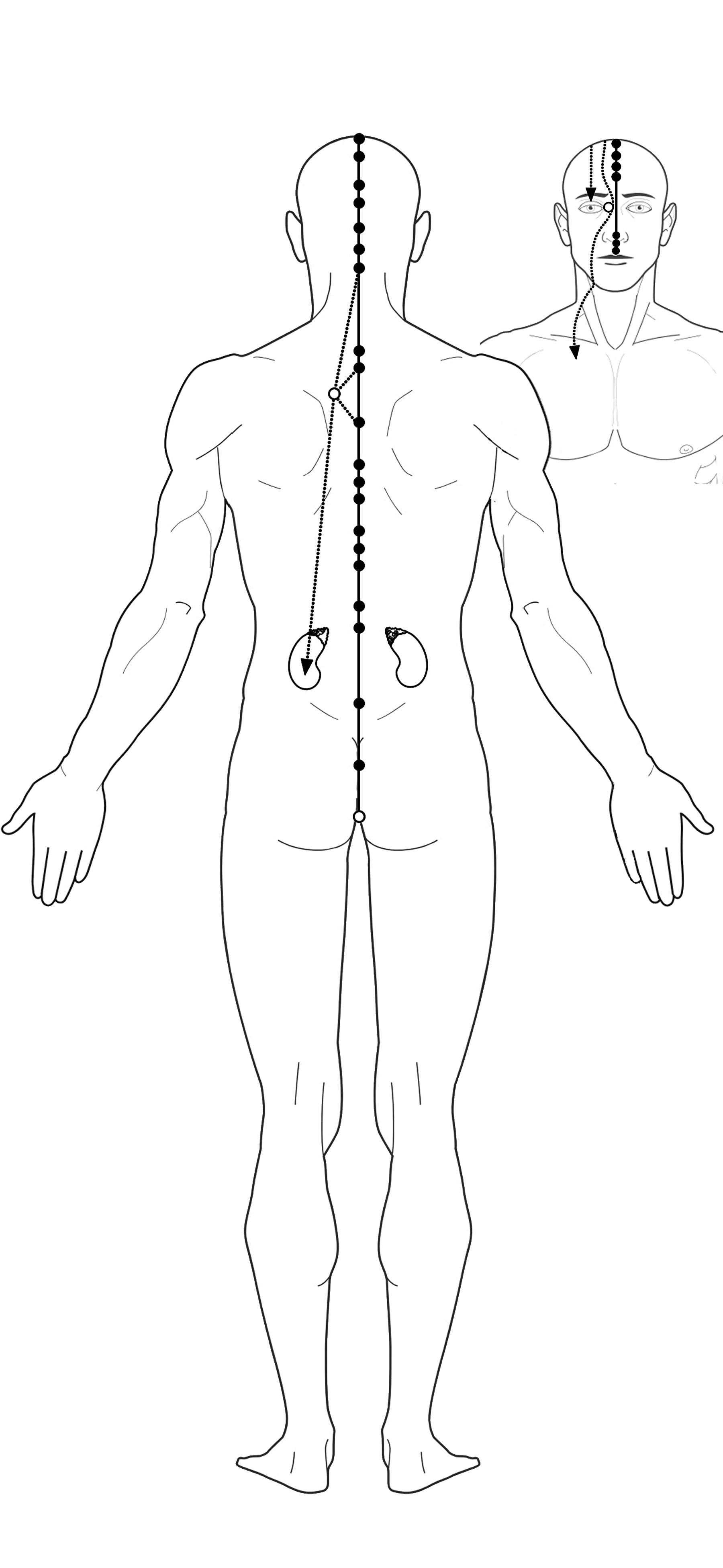 Acupuncture governing vessel Meridian