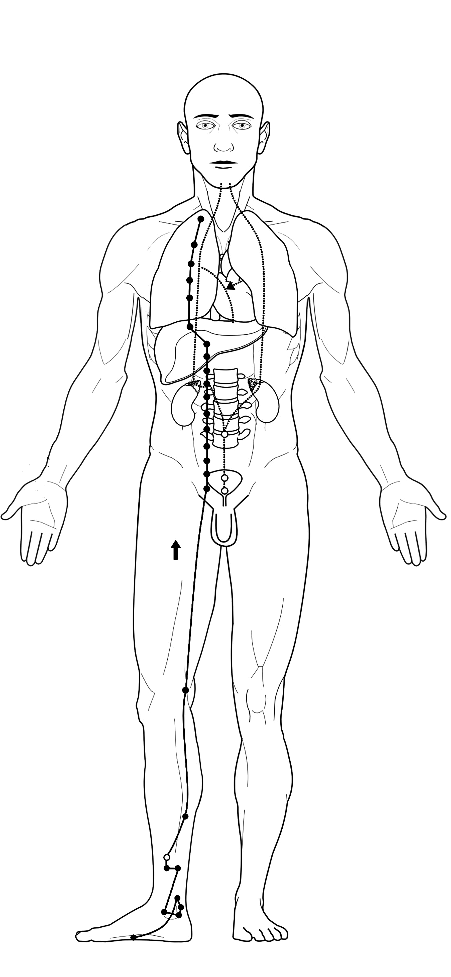 Acupuncture kidney Meridian