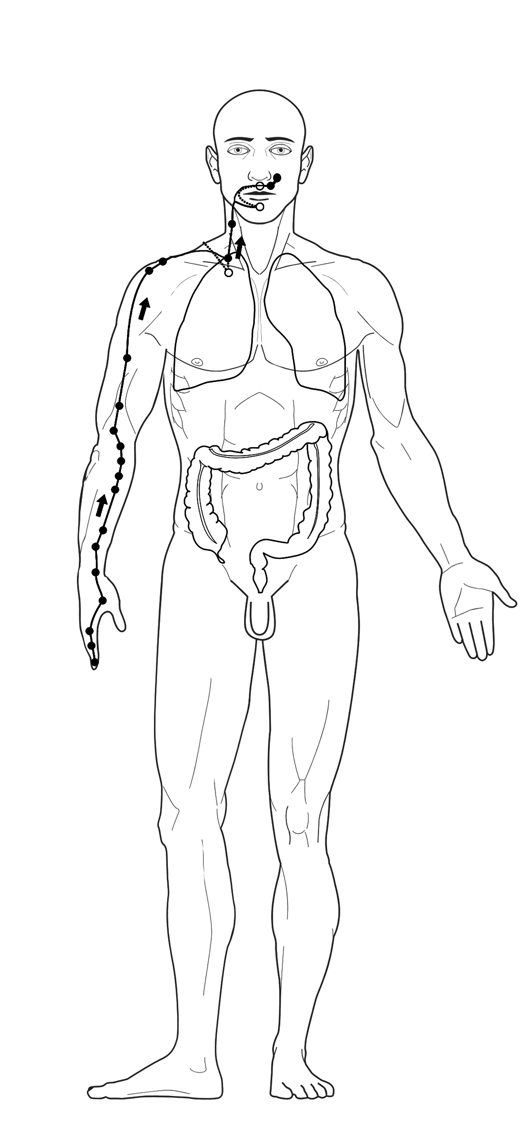 Acupuncture large intestine Meridian