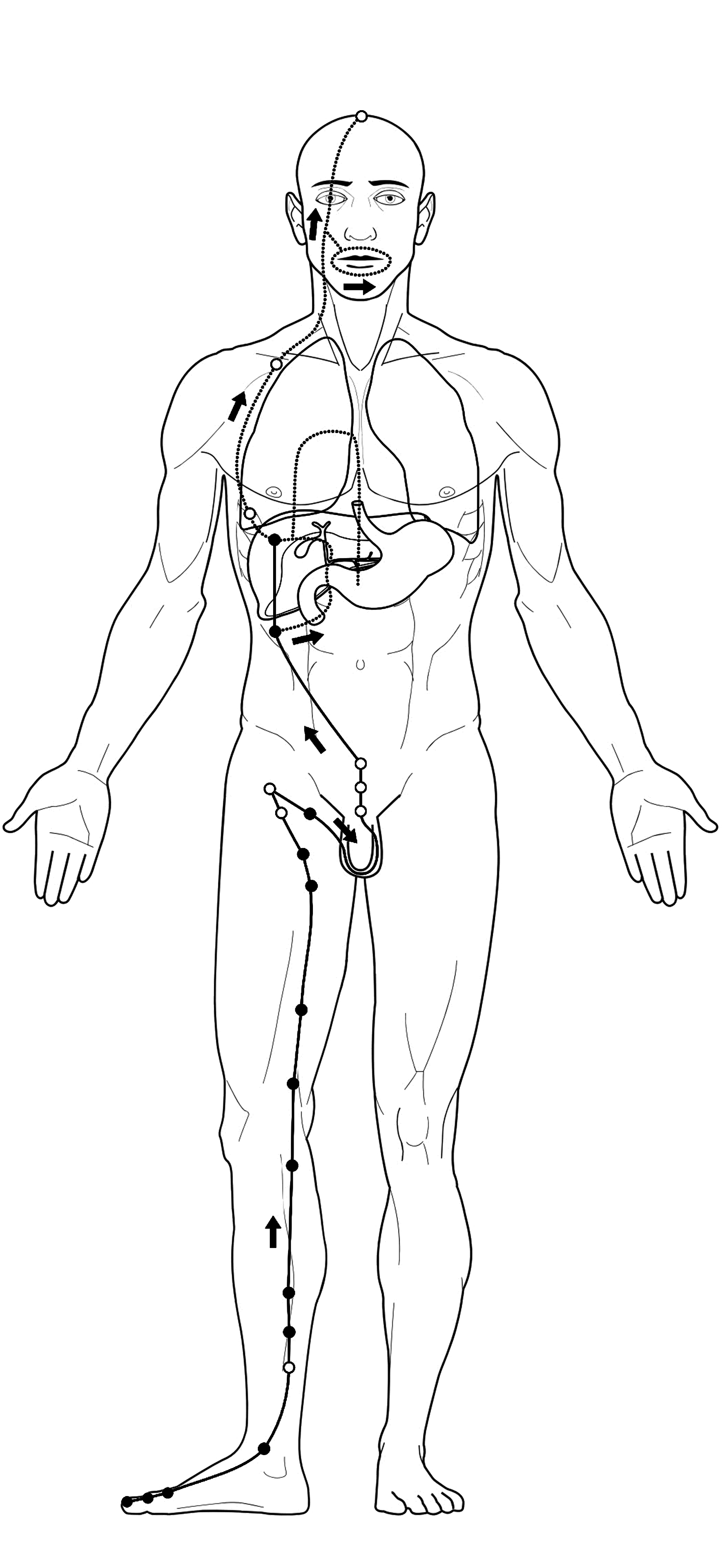 Acupuncture liver Meridian