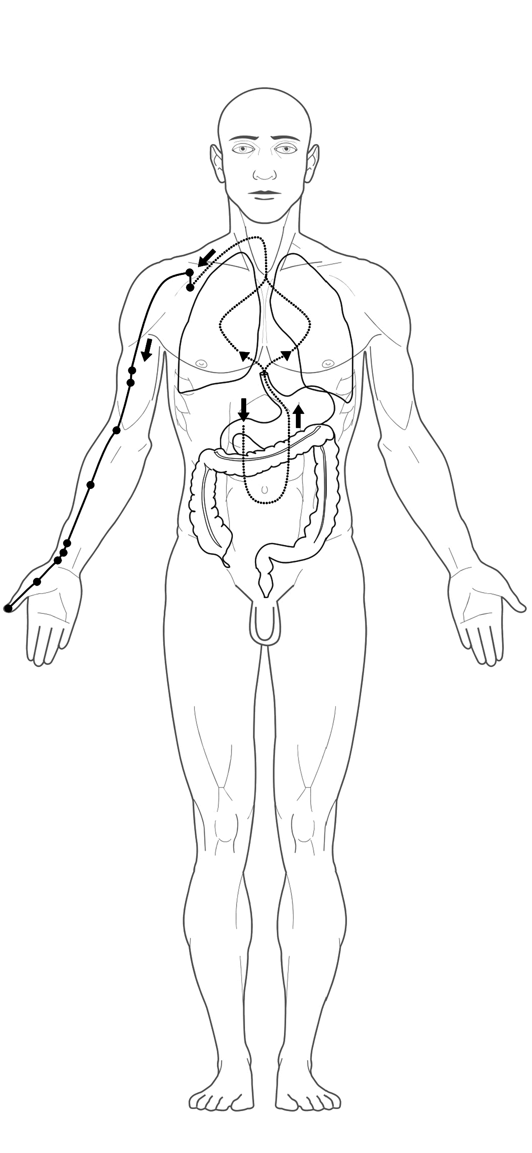 Acupuncture lung Meridian