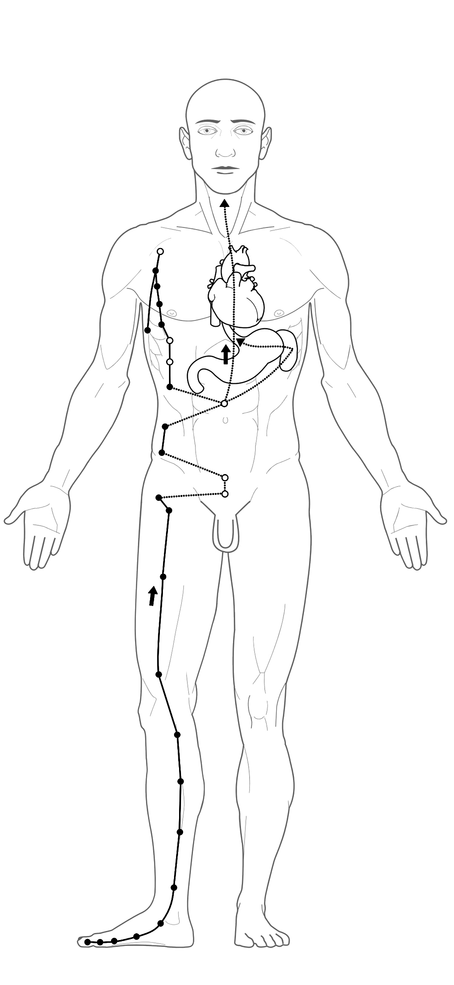 Acupuncture spleen Meridian