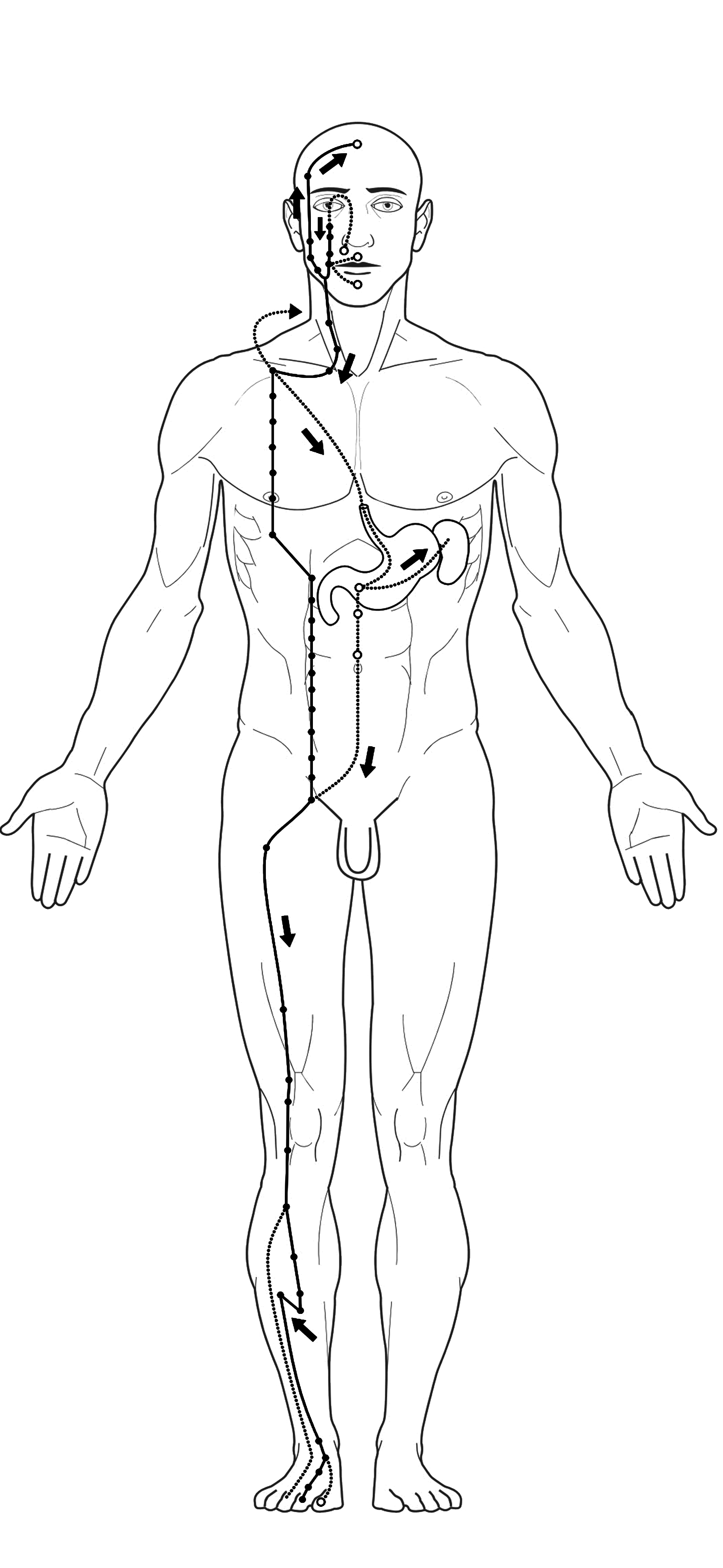 Acupuncture stomach Meridian
