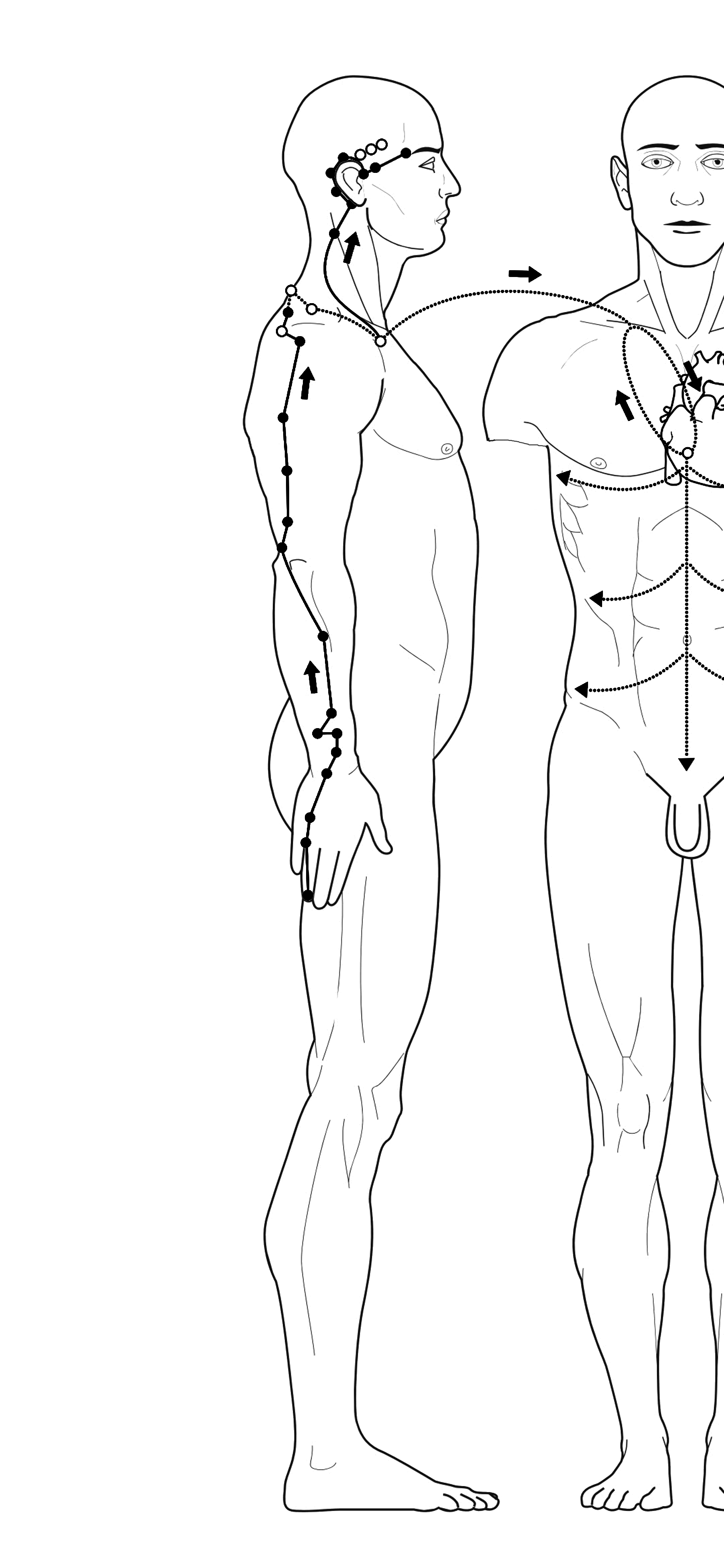 Acupuncture triple warmer Meridian