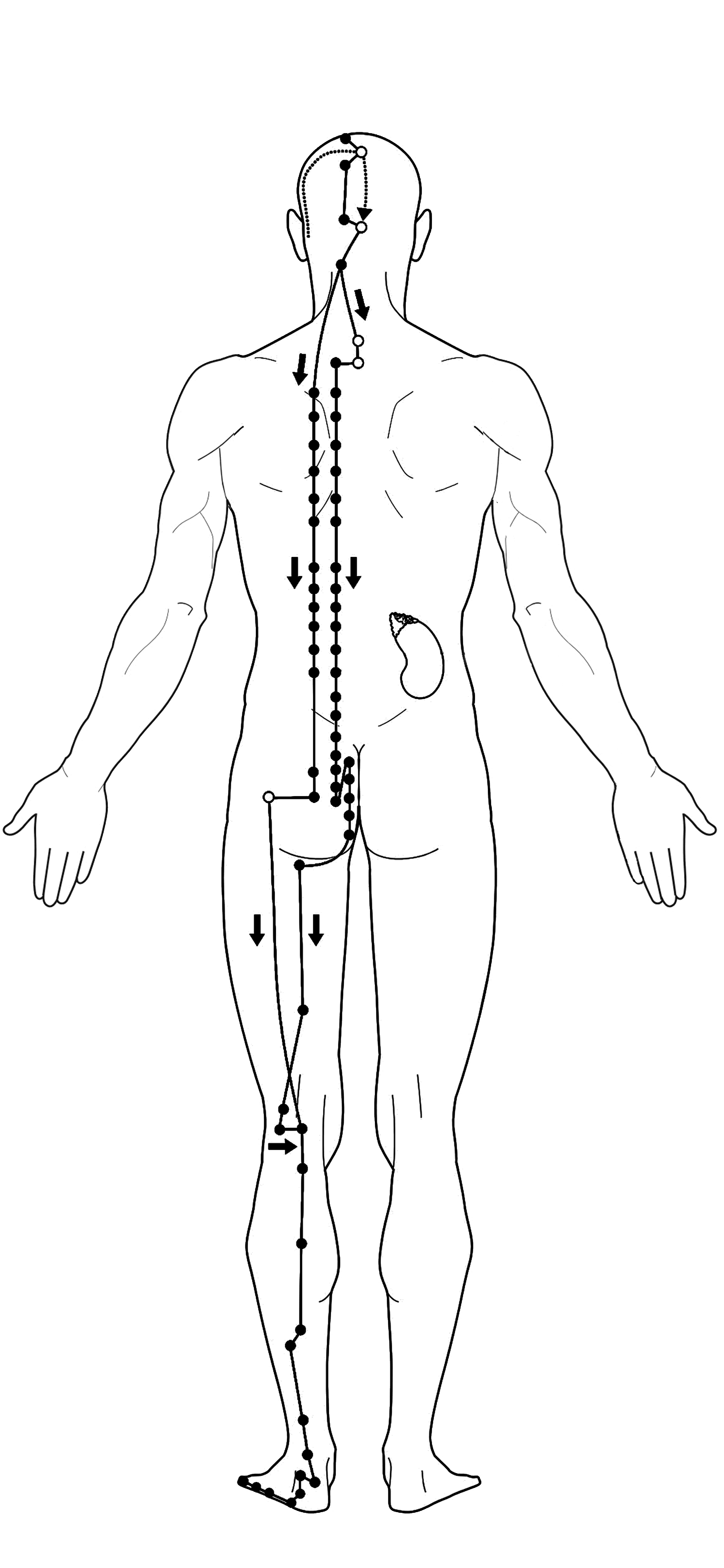 Acupuncture urinary bladder Meridian